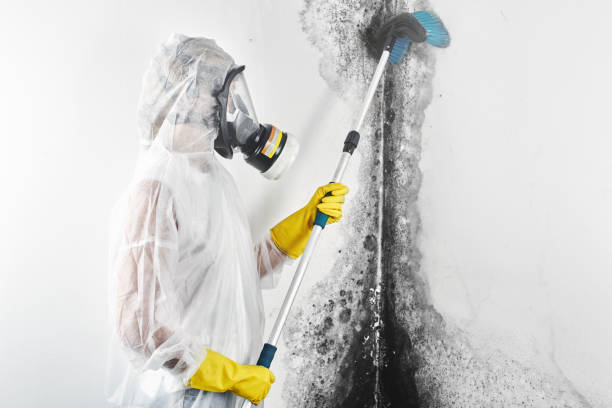 Best Biohazard Mold Removal  in Somers, MT